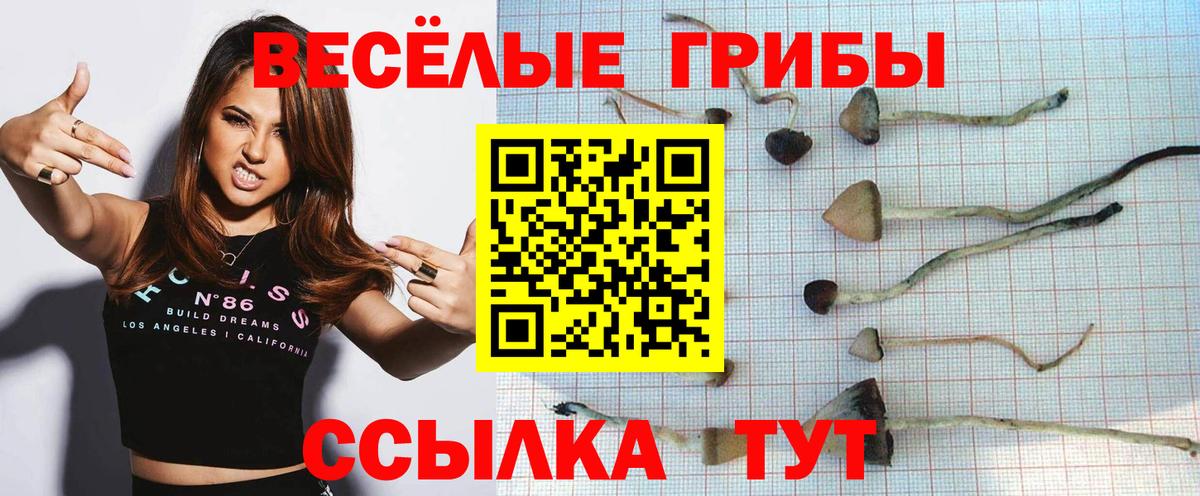 Псилоцибиновые грибы Psilocybine cubensis Осинники