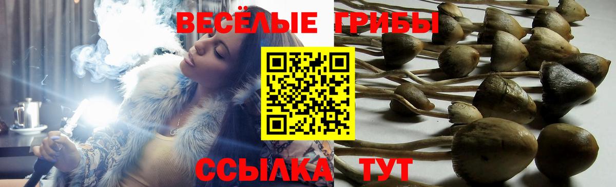 Осинники  Галлюциногенные грибы MAGIC MUSHROOMS  Вход с VPN 